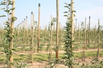 Kamer vraagt actie voor biologische fruitteelt
